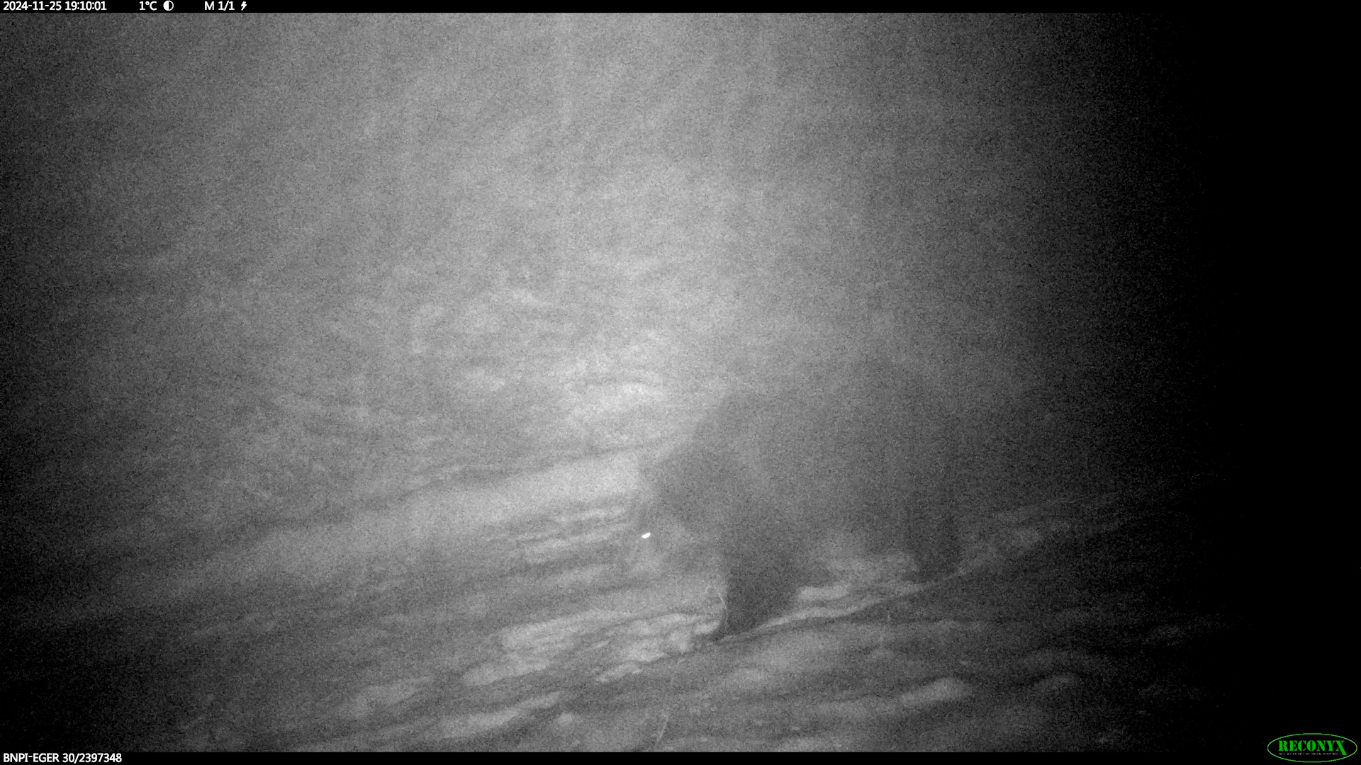 A Bükkben járó barna medve 2024-11-25_ Gombkötő Péter_BNPI_ felvétele_1920.jpg